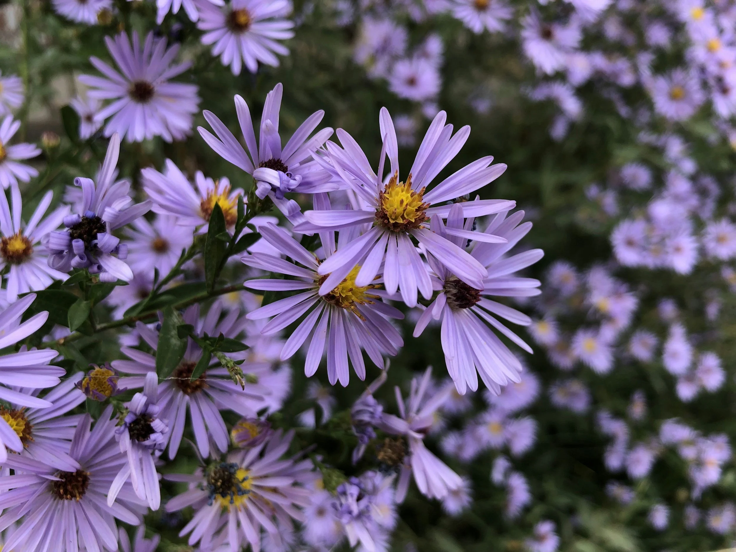 aster