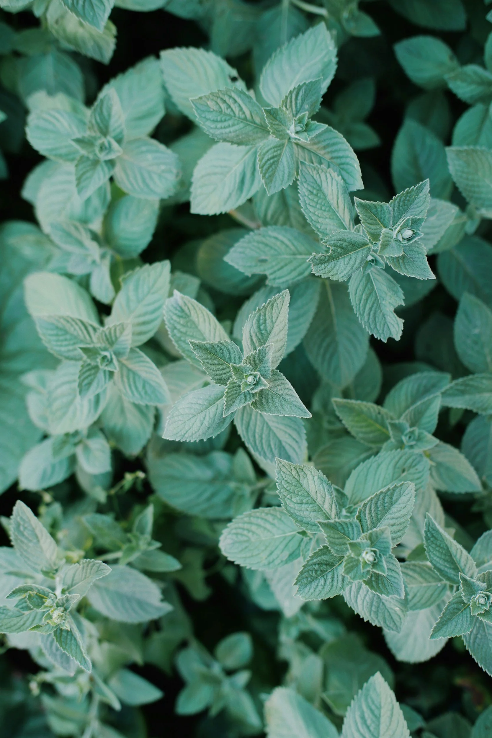 mountain mint