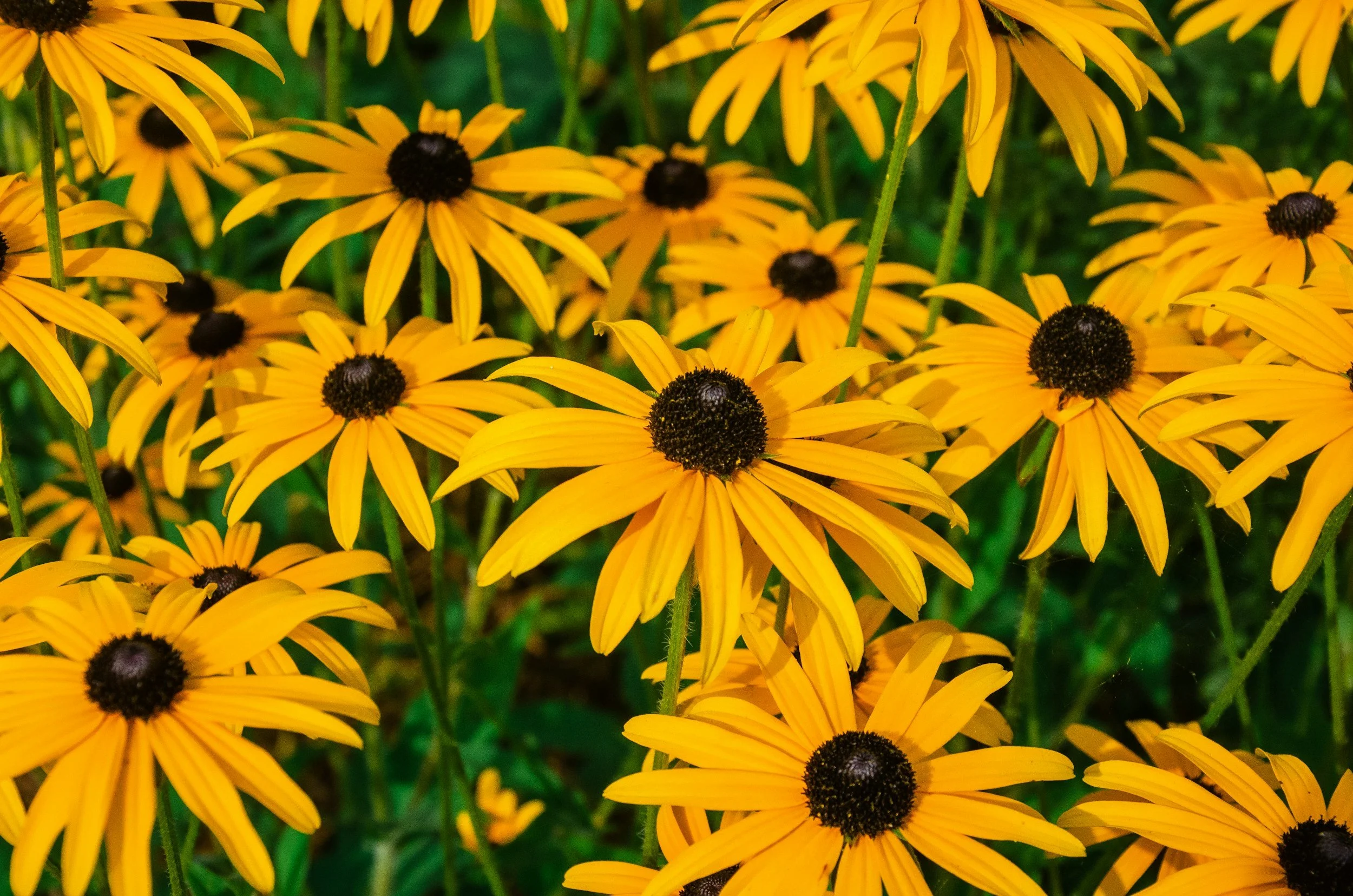 black-eyed Susan
