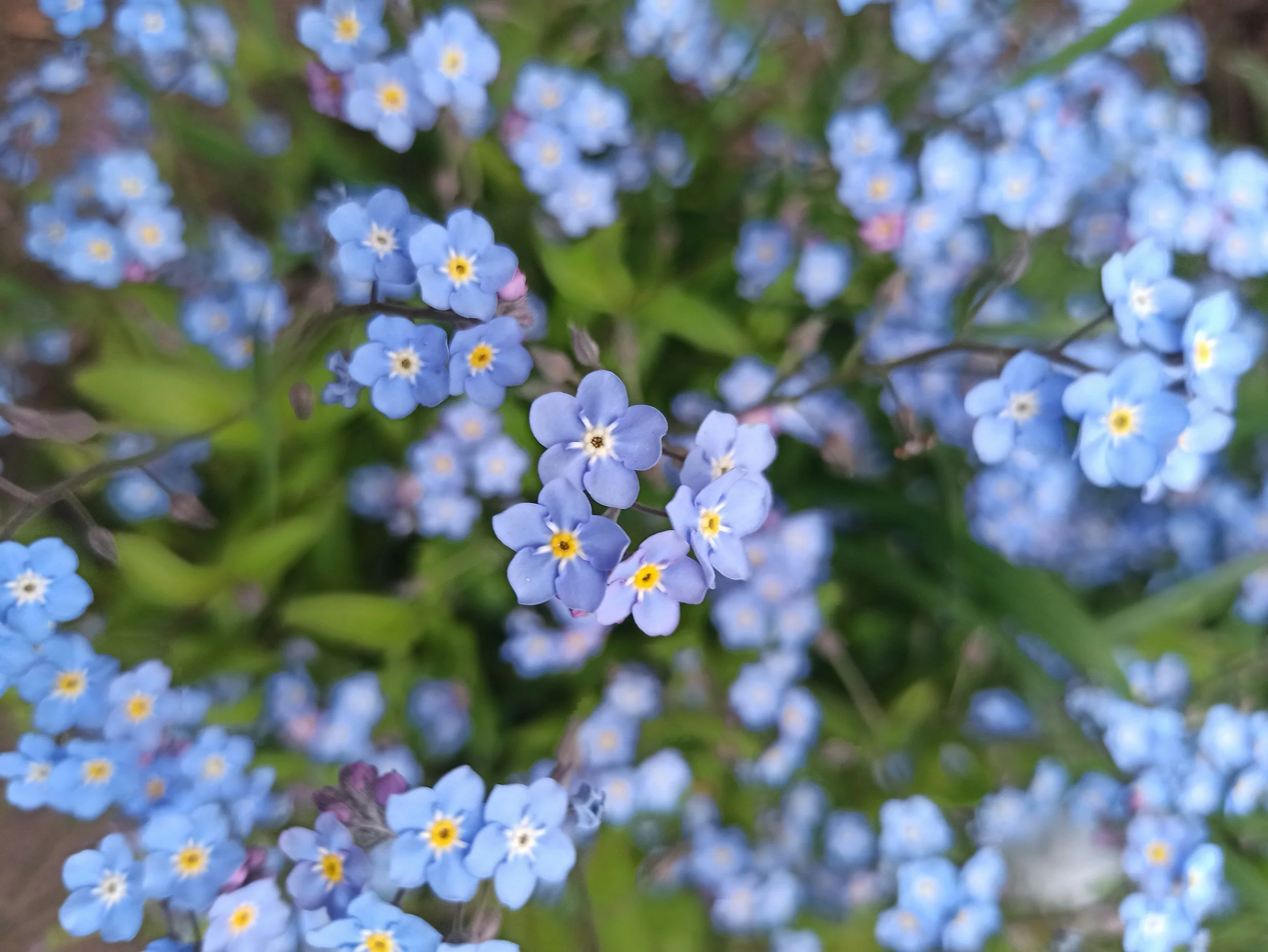 forget-me-not