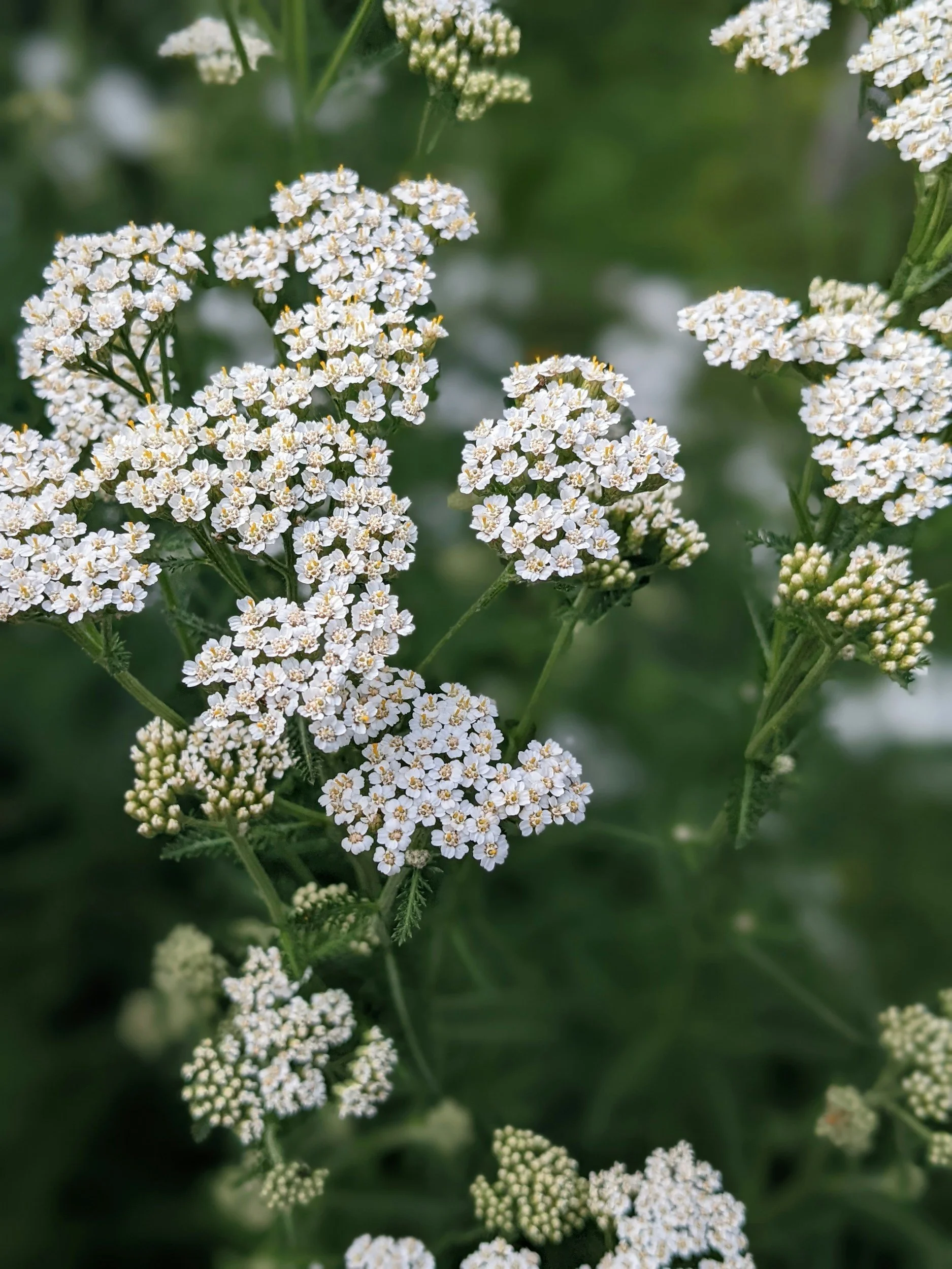 yarrow