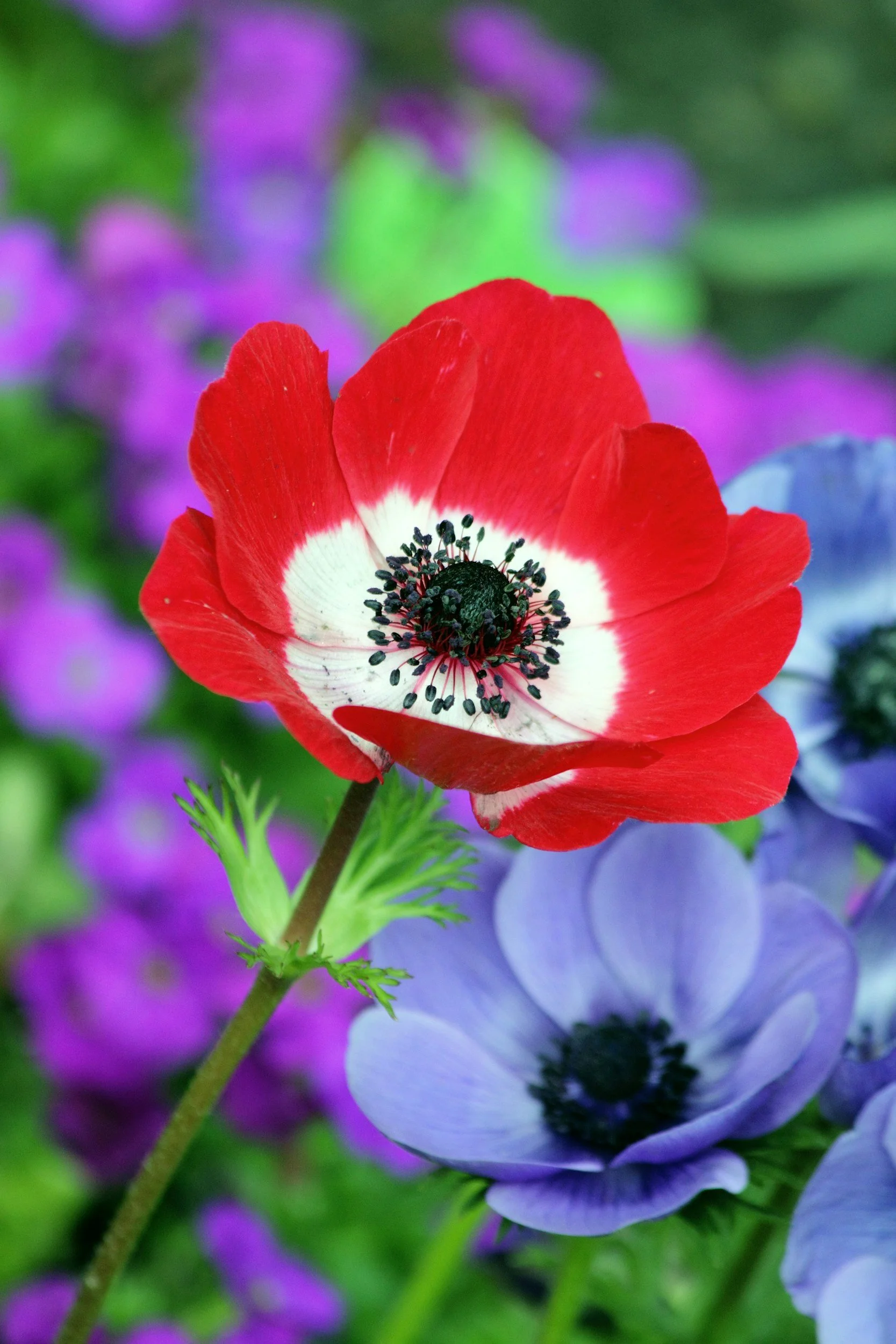 Japanese anemone