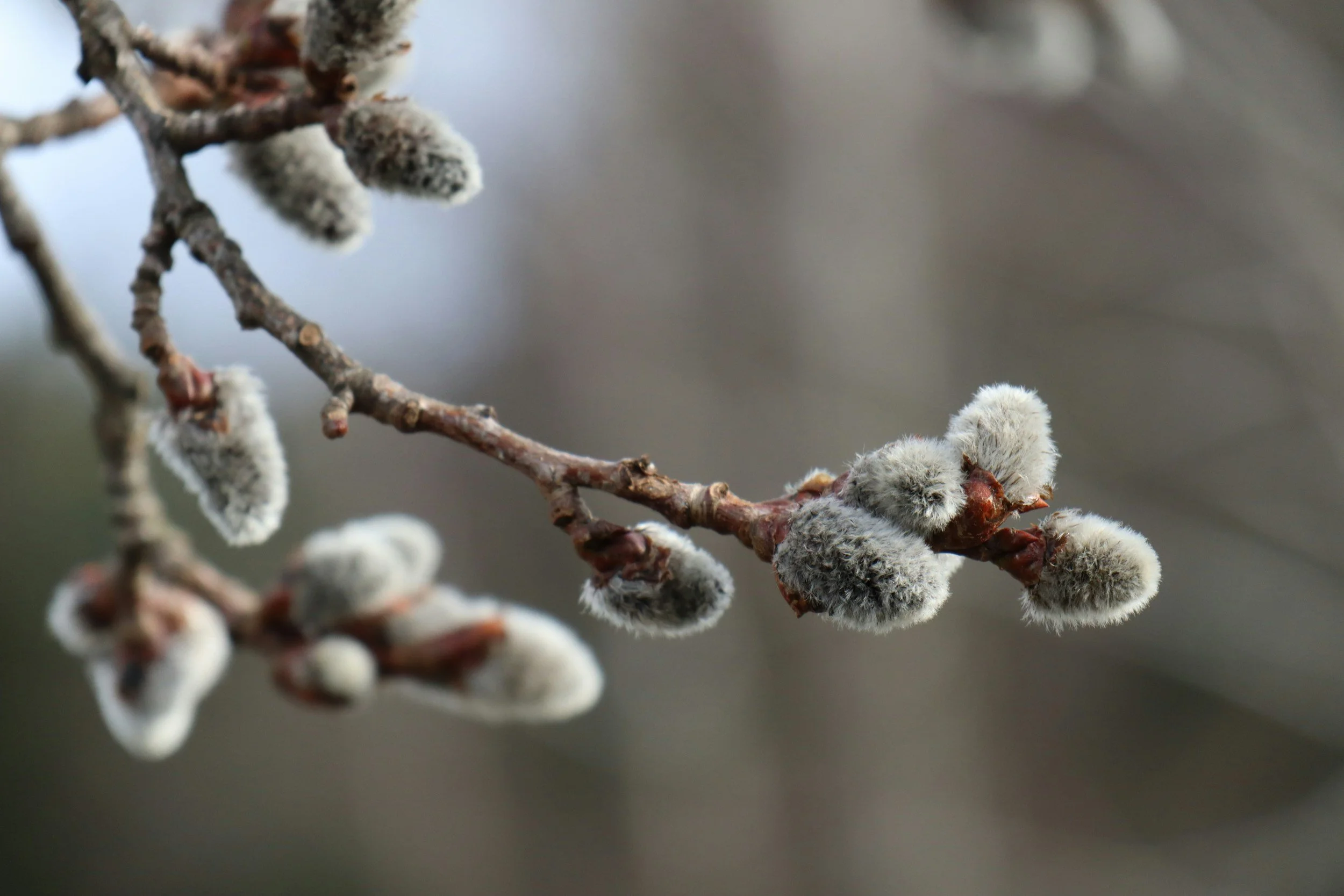 pussy willow
