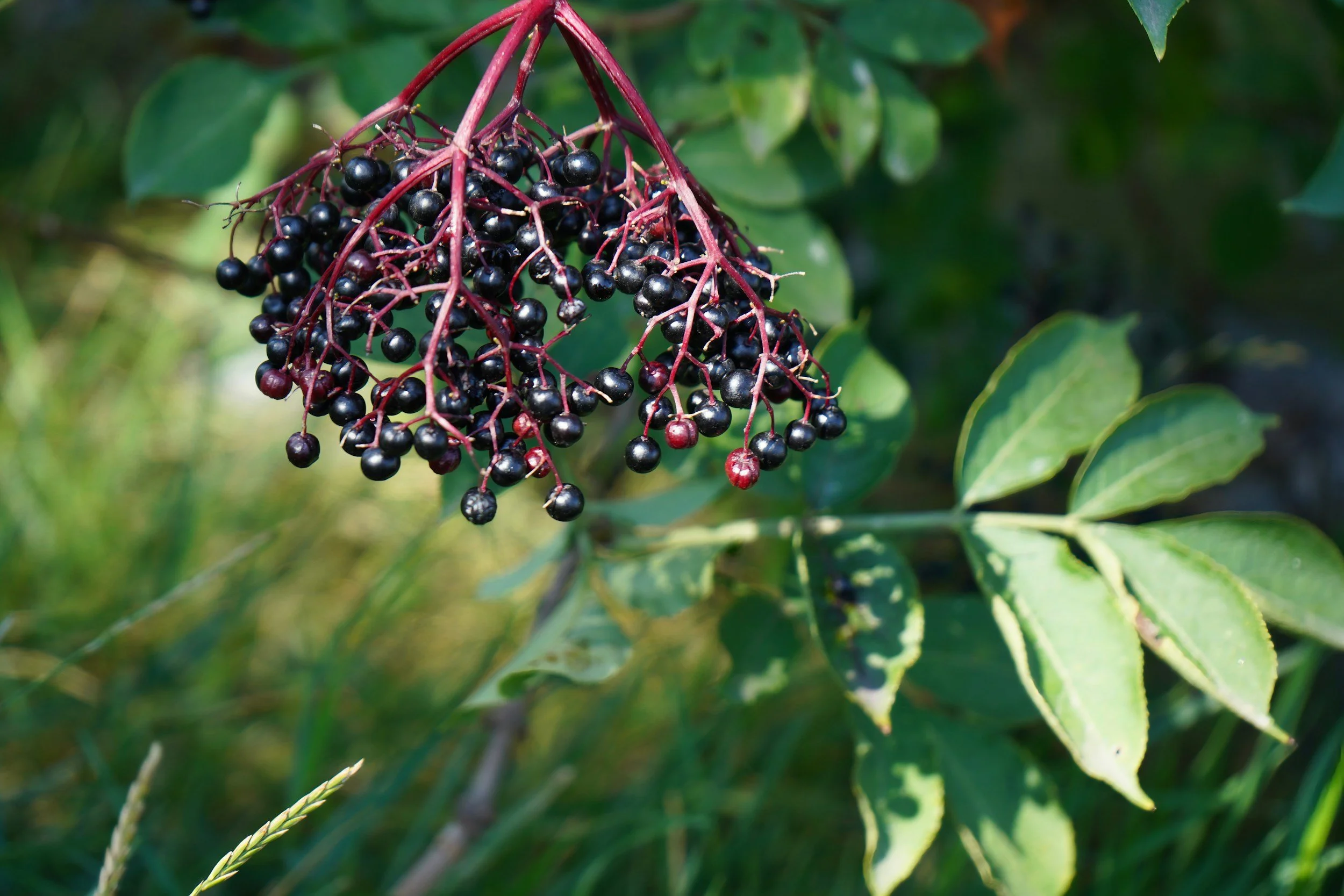 elderberry