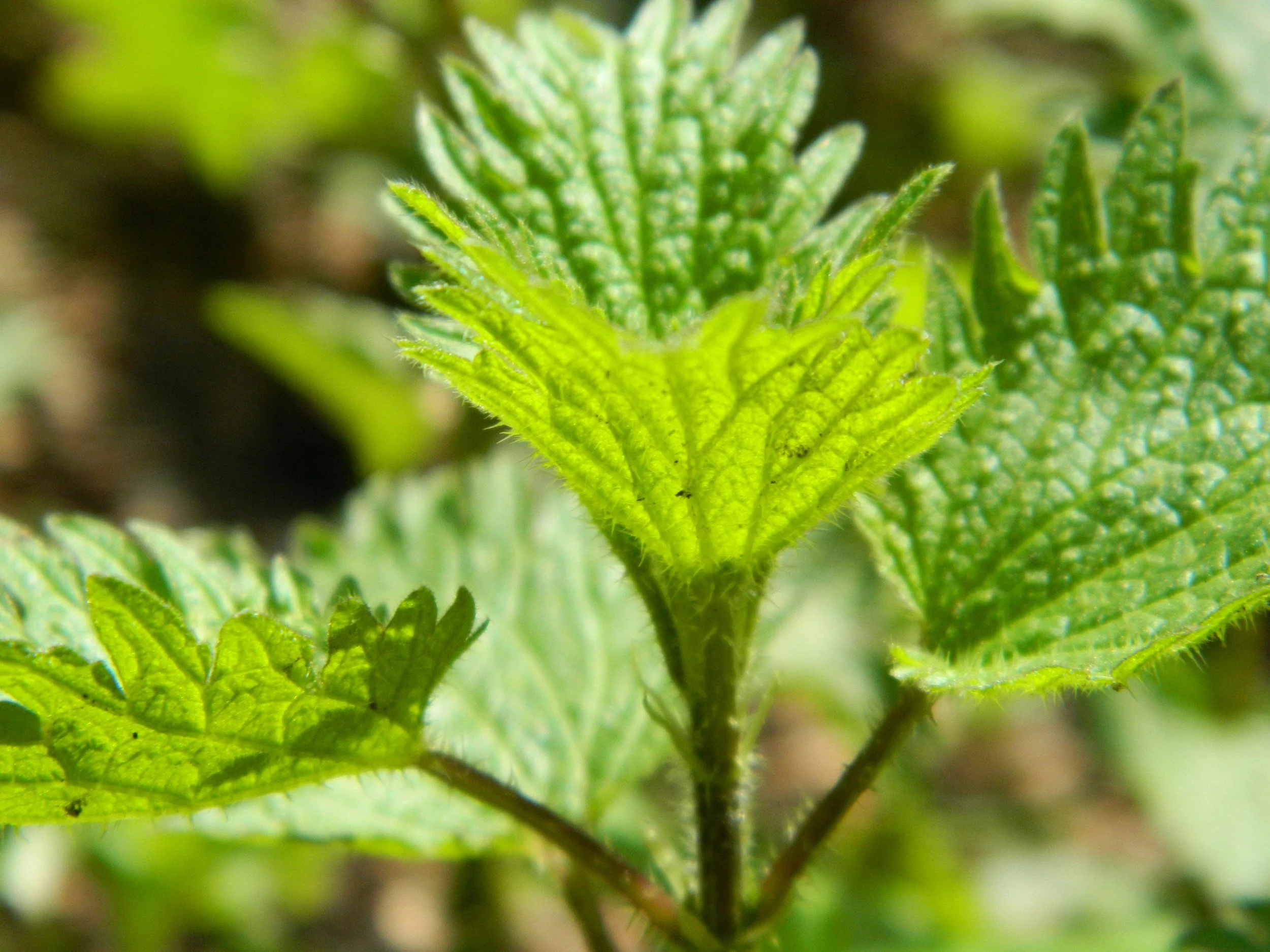 stinging nettle