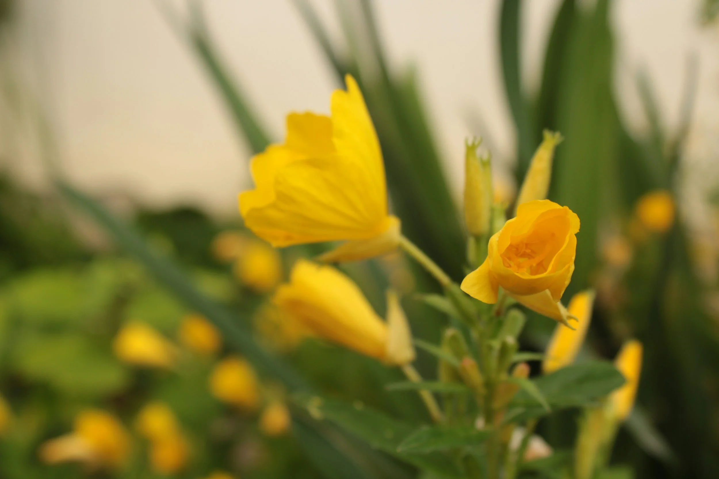 evening primrose