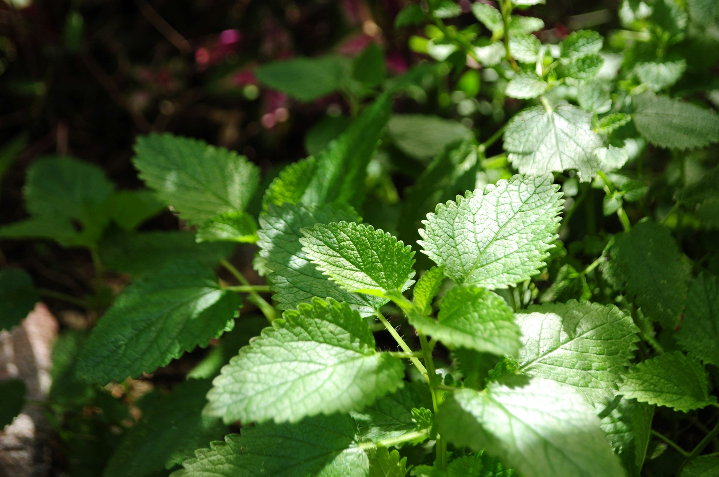 mint