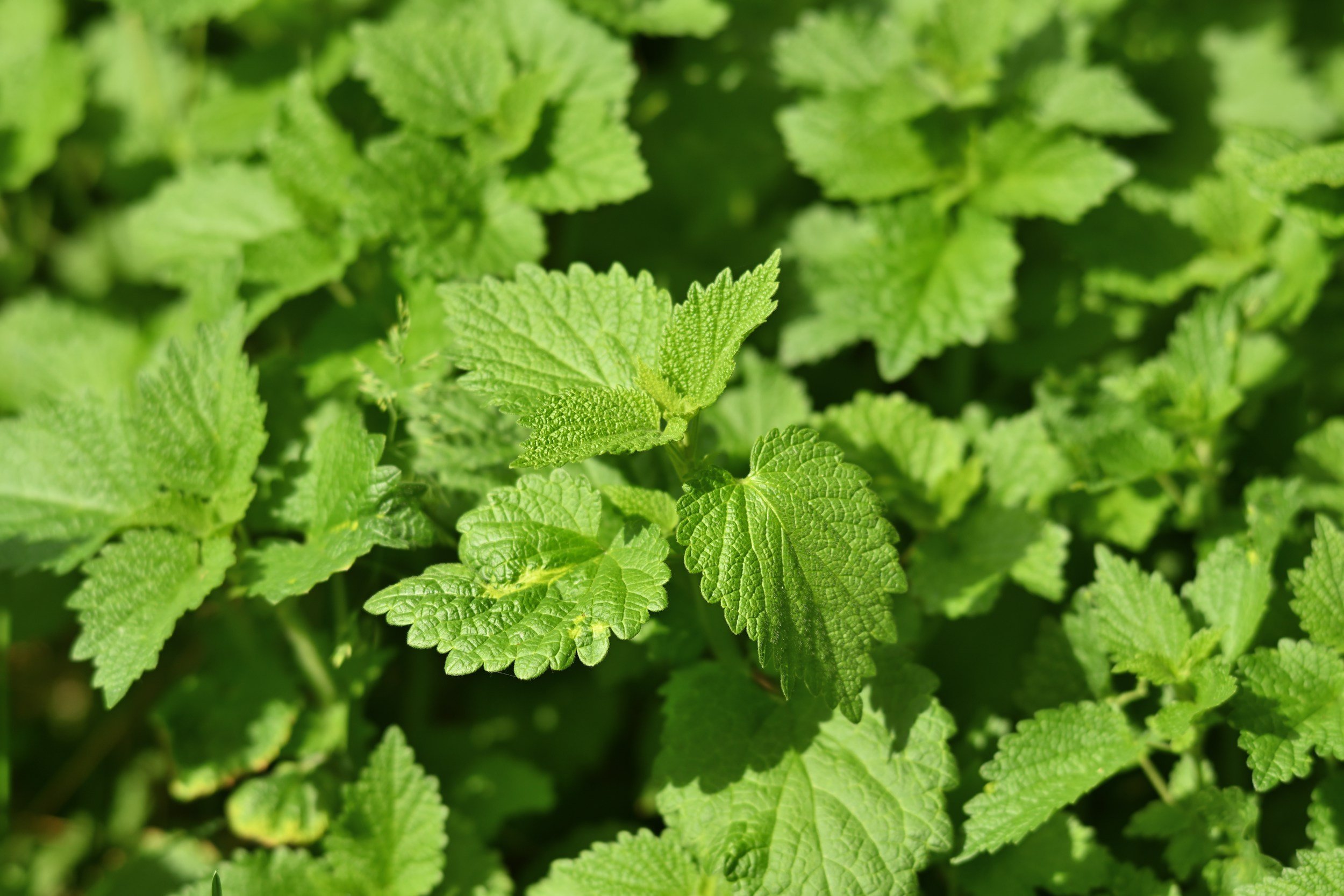 lemon balm