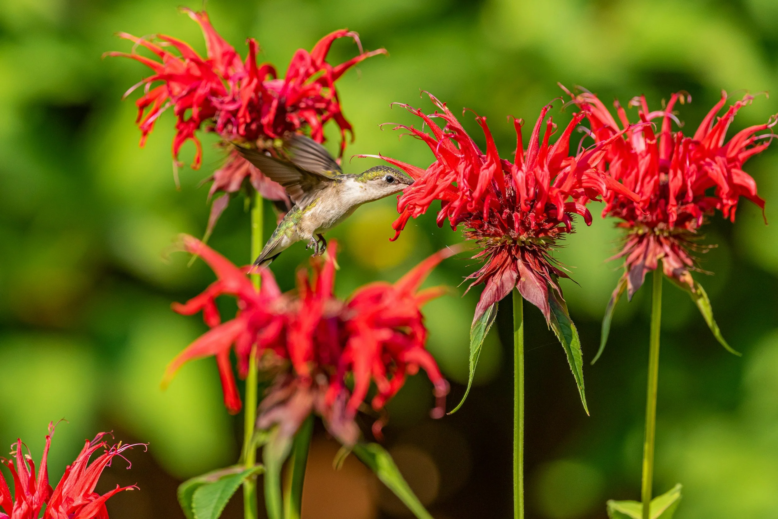 bee balm 