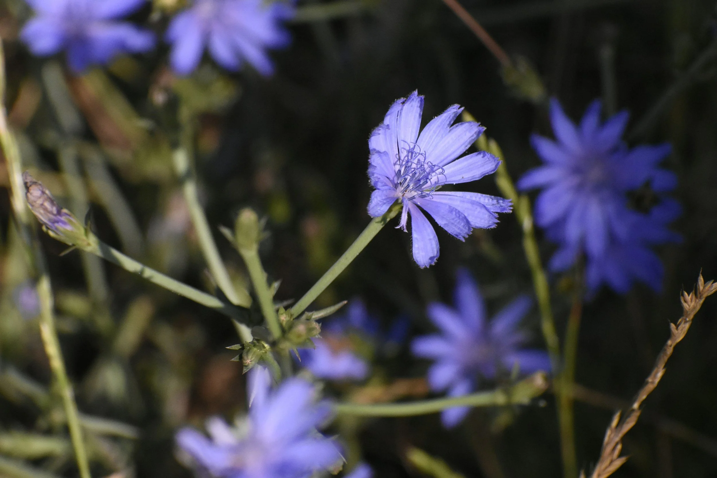 chicory
