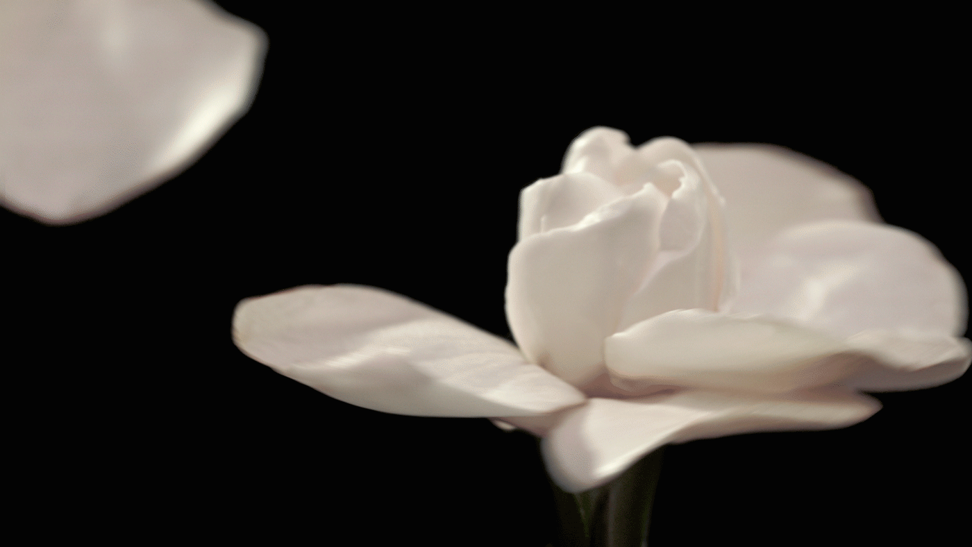 NEWFEMEDP19_Product_Olfactivedigitalmovi_DMI_VideoLandScape_20_3.gif