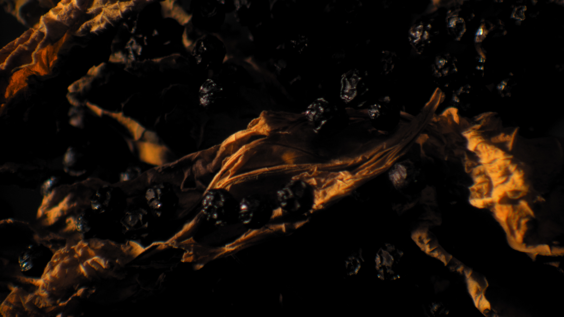 YSL_LVDP_19_still06_inter_16-9 .png