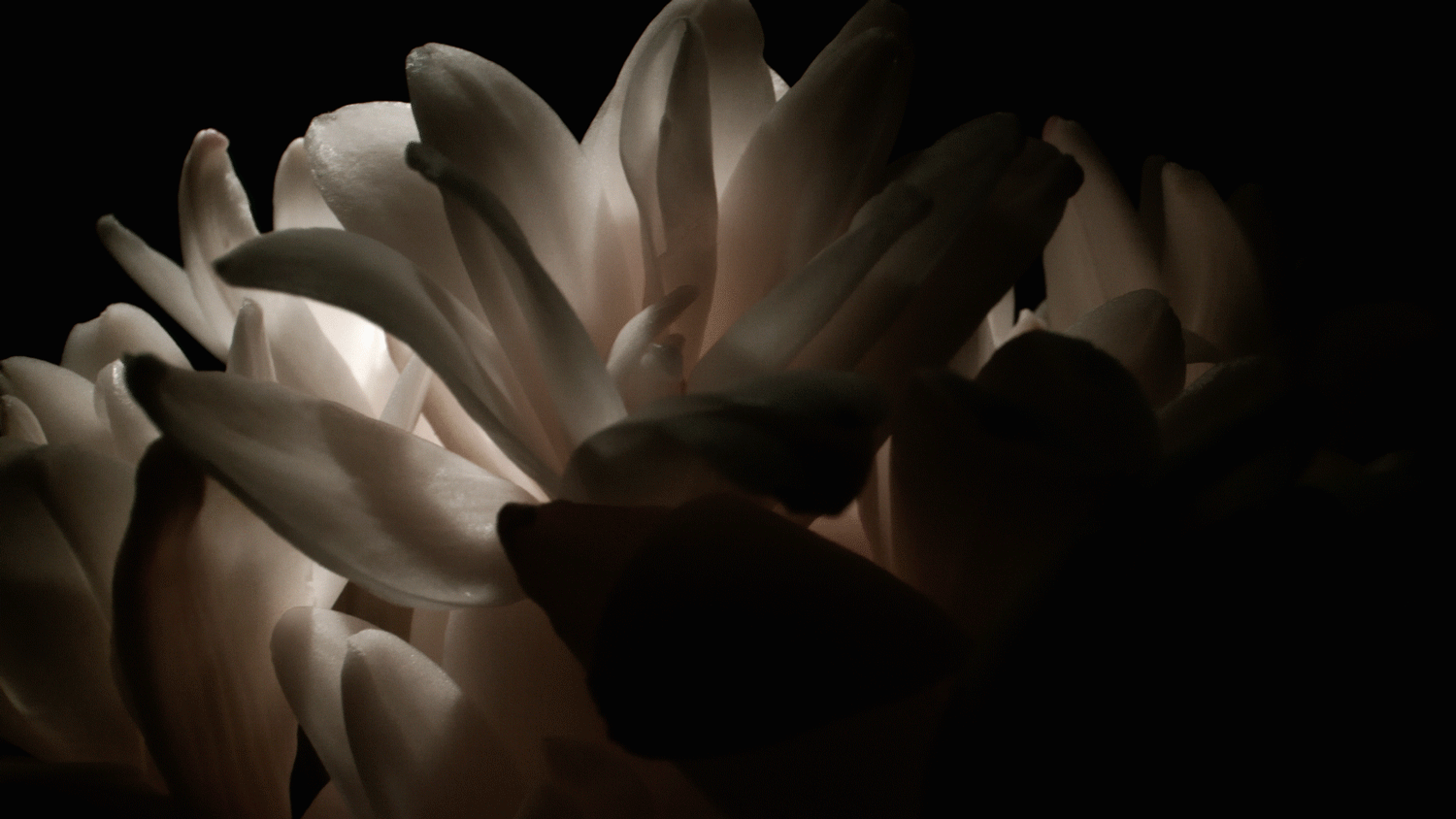NEWFEMEDP19_Product_Olfactivedigitalmovi_DMI_VideoLandScape_20_1.gif