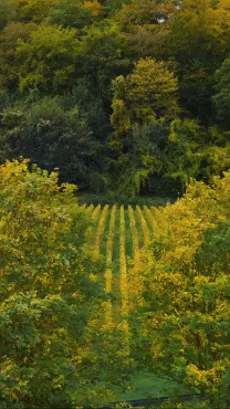image10.gif