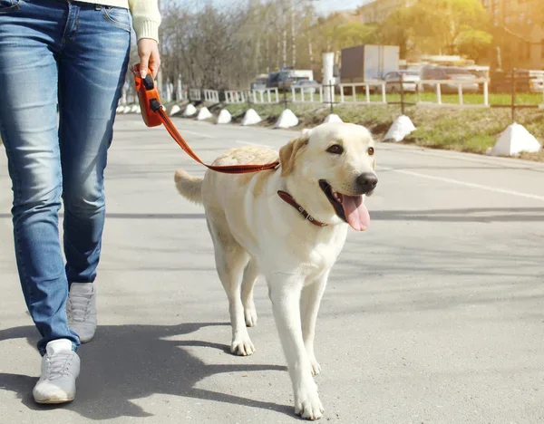 Dog Walking- Up to 30 minutes
