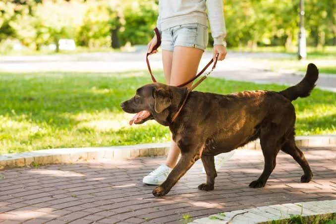 Dog Walking- Up to 1 hour