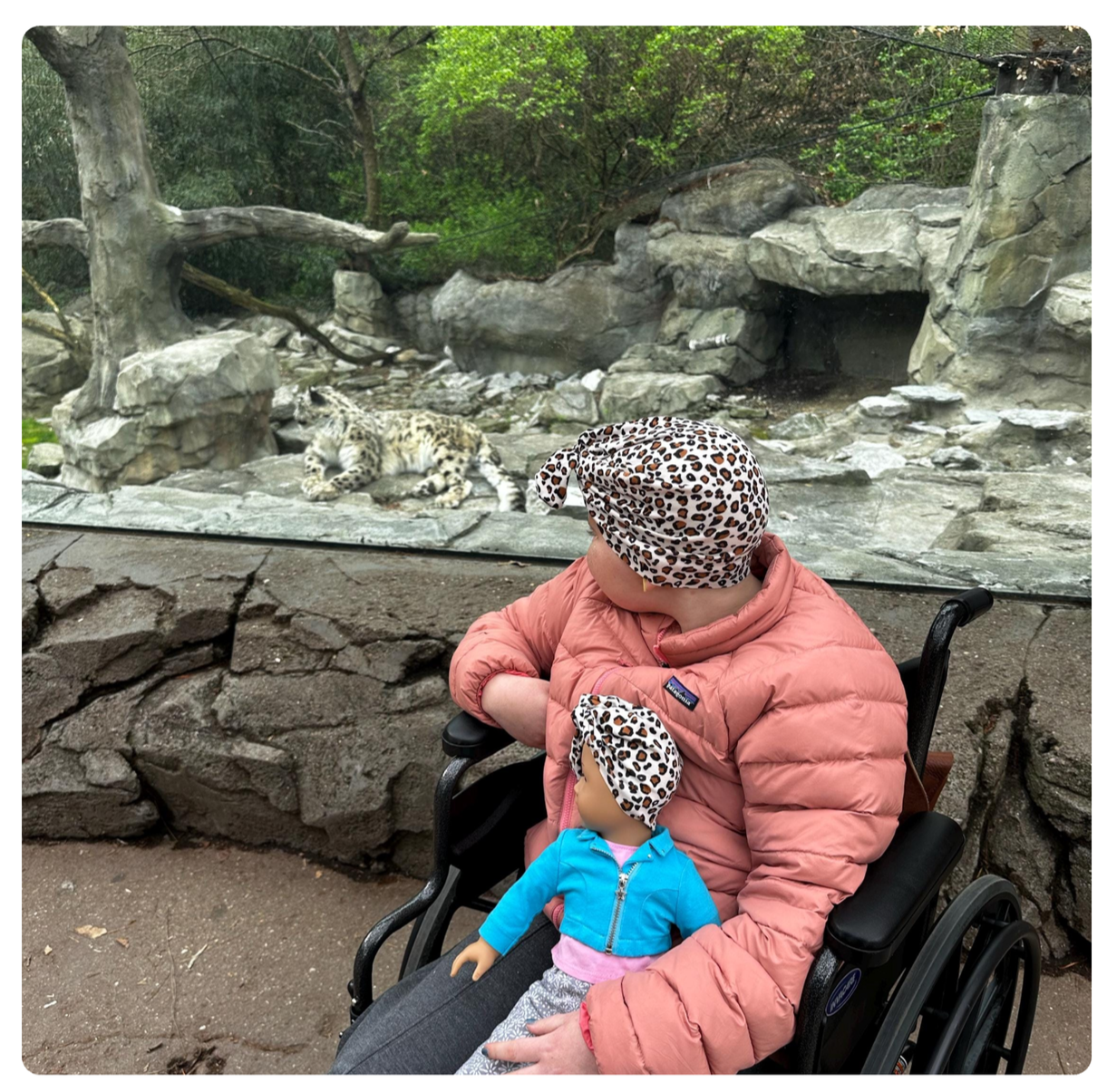 A young child in a pink jacket and leopard-print headscarf and a plush doll with similar headscarf sitting in a wheelchair watching a Siberian tiger resting behind a glass enclosure at the zoo.