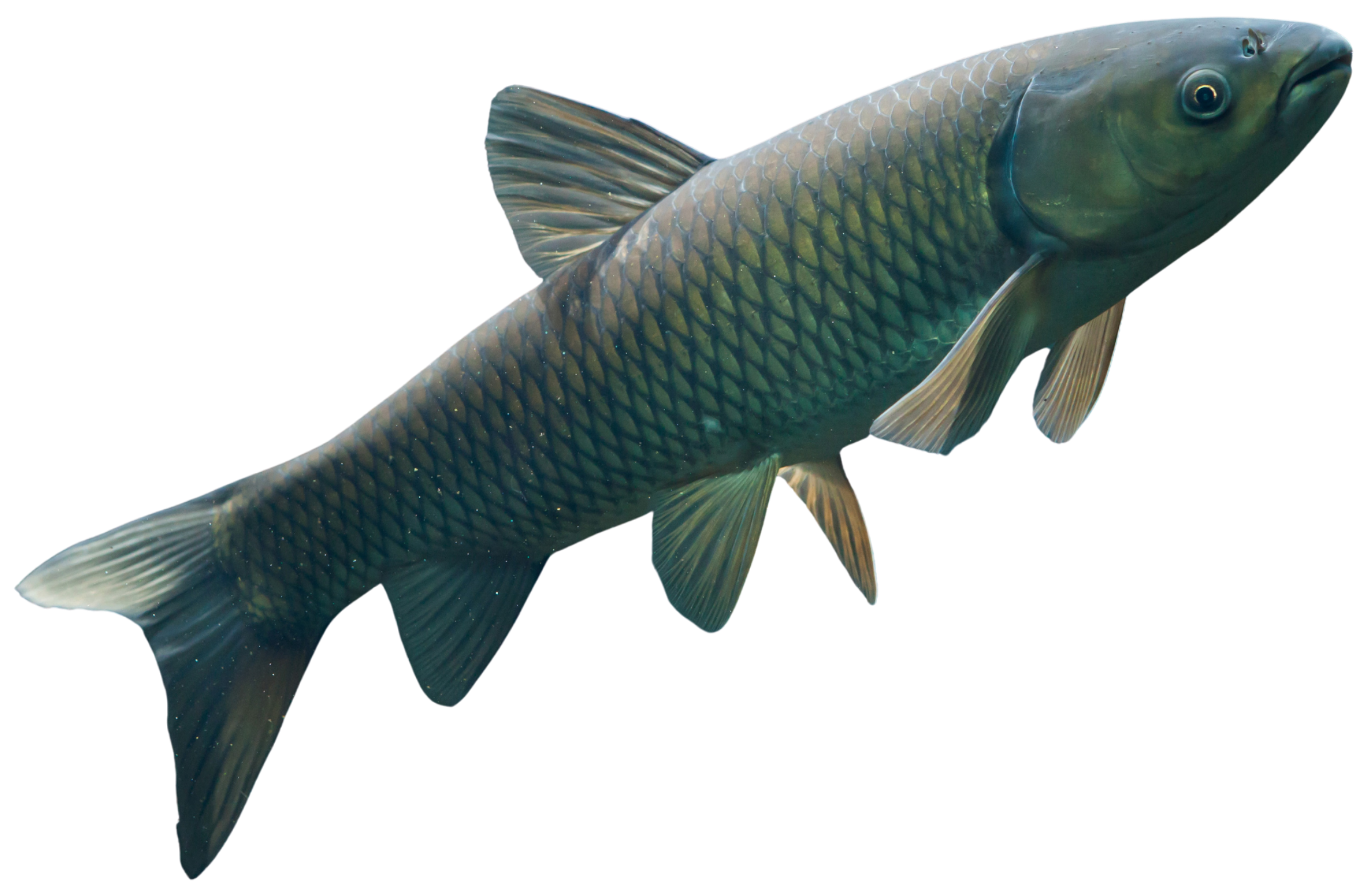 A close-up of a fish with silver-green scales and prominent fins, facing slightly to the right.