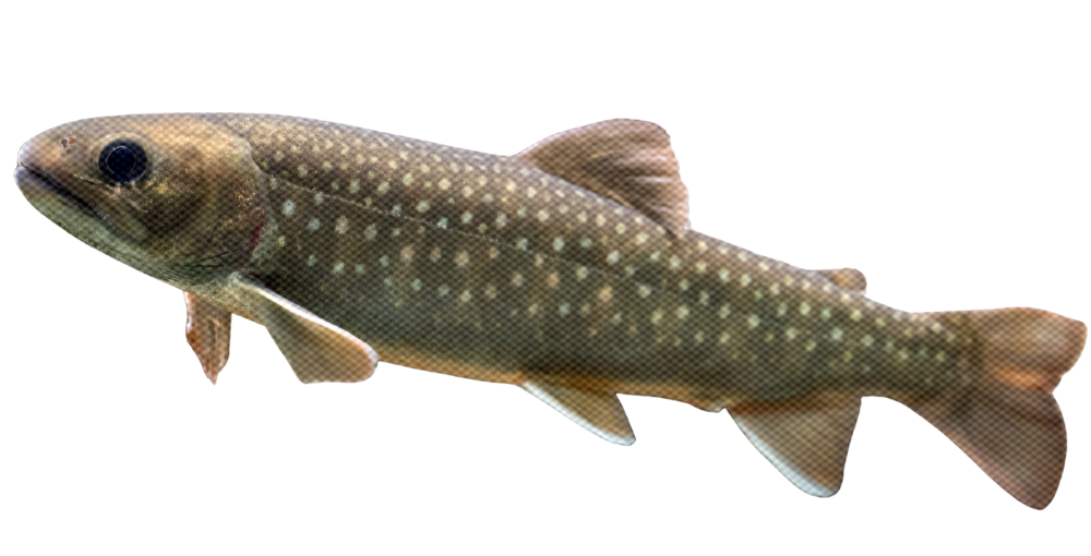 A spotted fish with beige and brown coloring and a pattern of white spots on its body.