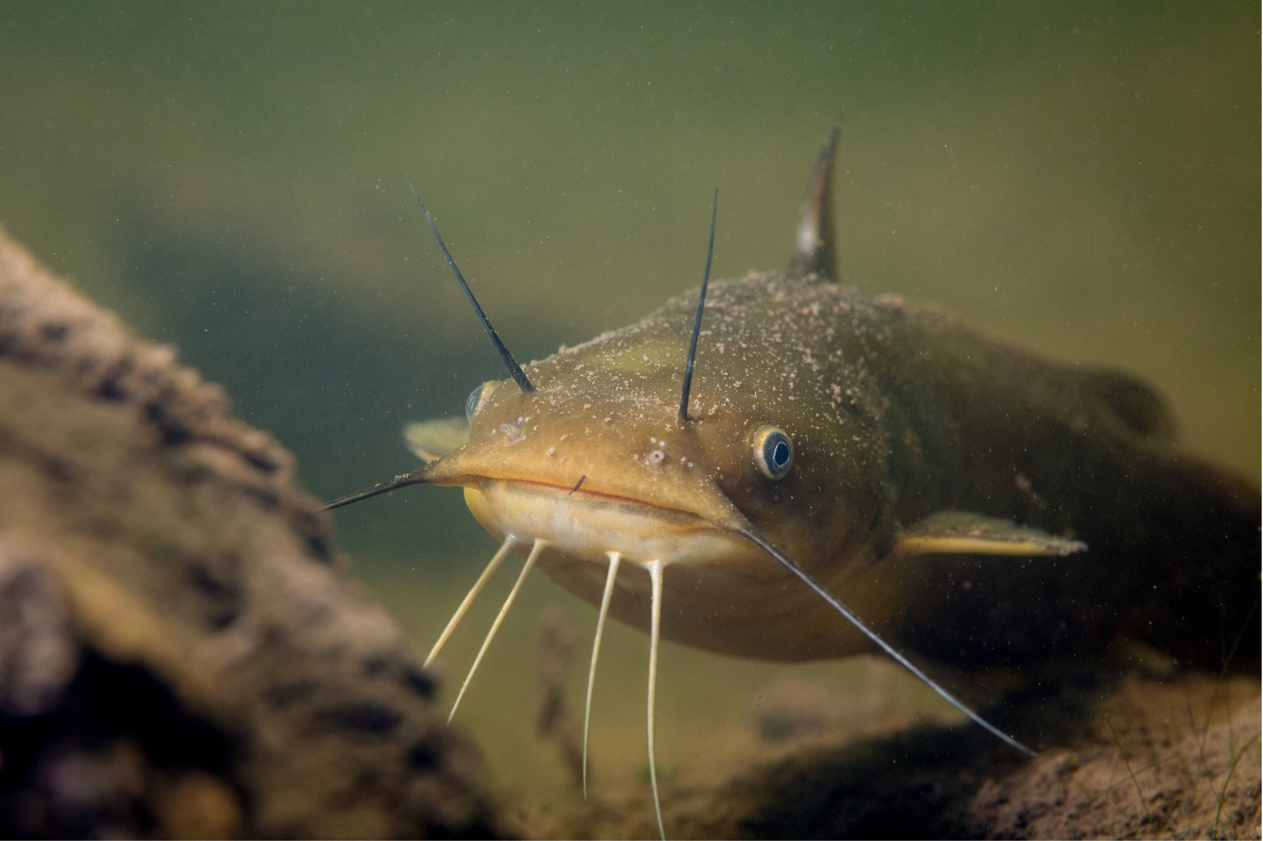 Close-up of a fish with a sandy brown body, blue eyes, and long thin barbels near its mouth, underwater near a piece of wood or rock.