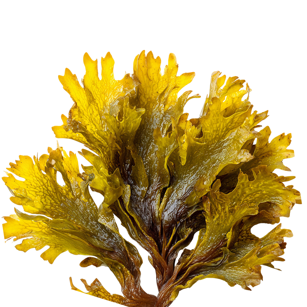 A close-up of a yellow, leafy seaweed or kelp with a dark background.