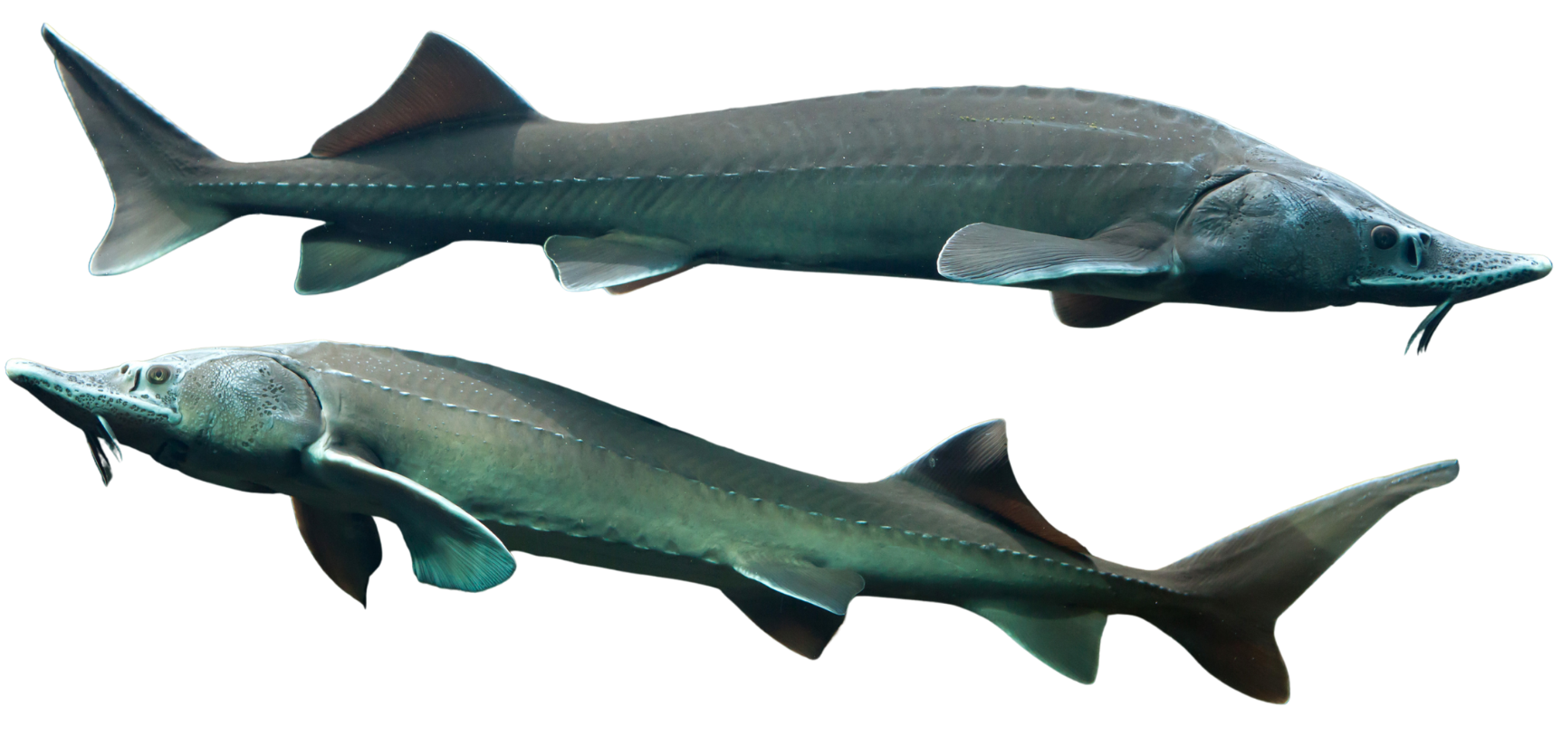 Two different fish species, one smaller with elongated body and a longer, pointed snout, and a larger, more streamlined fish with a broad body and darker coloration.