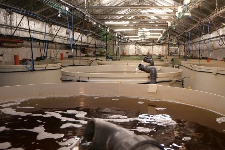 One of the systems set up by AquaMeof, the aquaculture equivalent of intensive livestock farming. The high level of technicality required by these installations is of particular concern to Susanna Lybæk, zoologist and scientific advisor for the&nbsp…
