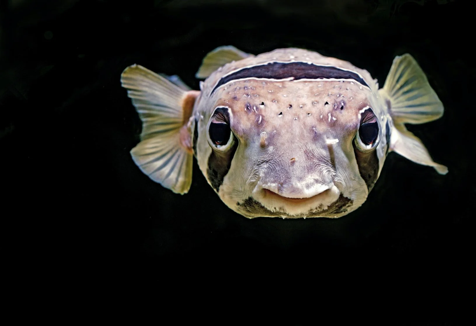 Photo by David Clode on Unsplash&nbsp;Description: A black-blotch porcupinefish named E.T. by the staff at the Cairns Aquarium. When&nbsp;threatened, they can puff themselves up into a ball covered with spines to protect themselves.