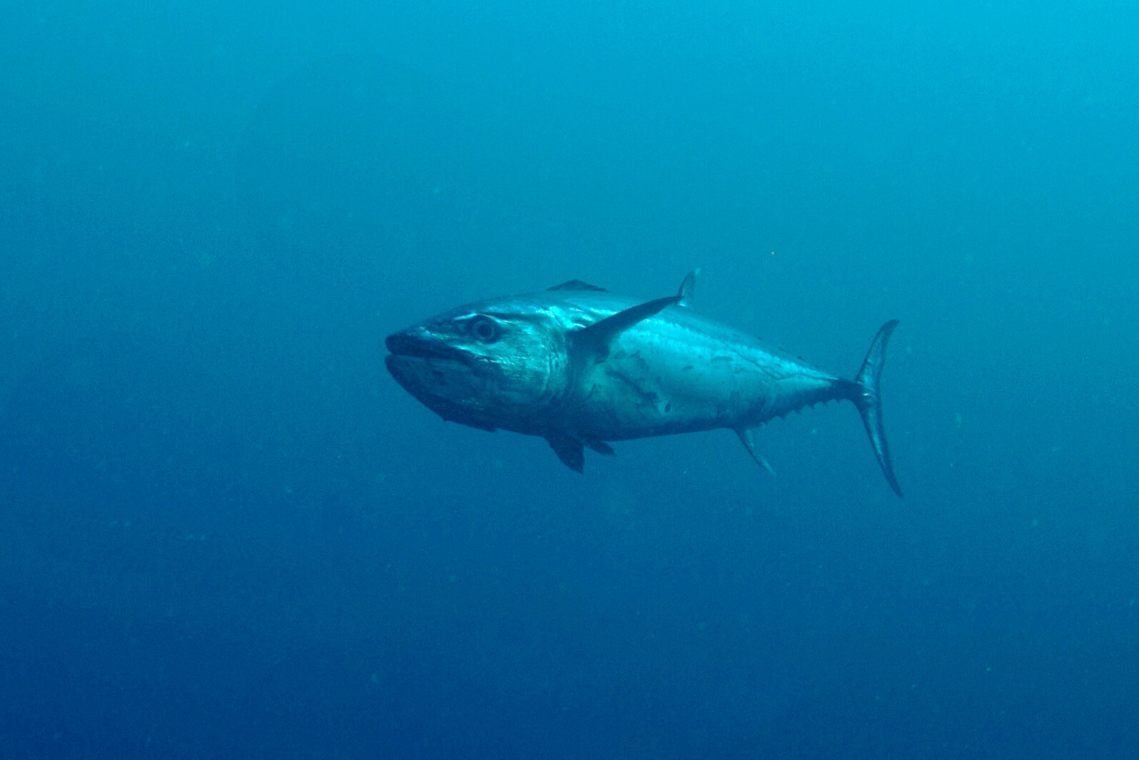 Dogtooth_Tuna_Maldives.jpg
