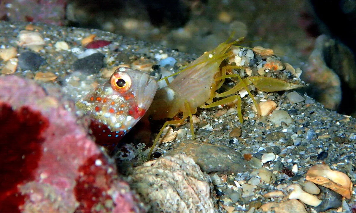 Gorgeous_prawn-goby_and_blind_shrimp.jpg