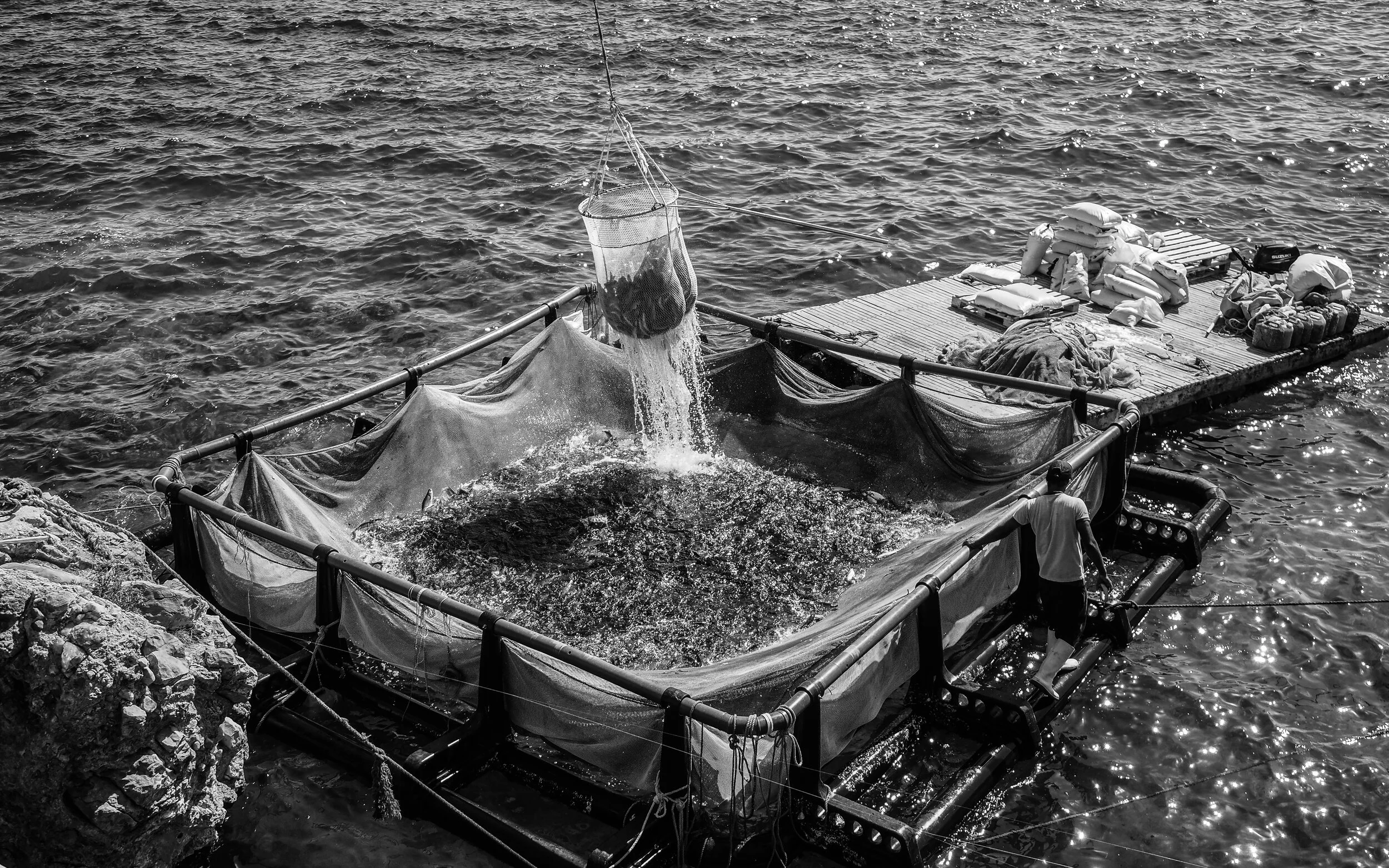 Greece, 2018. Sea-farmed sea bass are hauled from floating pens and dumped into ice containers, then transferred to the slaughter and packing plant. (Selene Magnolia,/ CIWF)