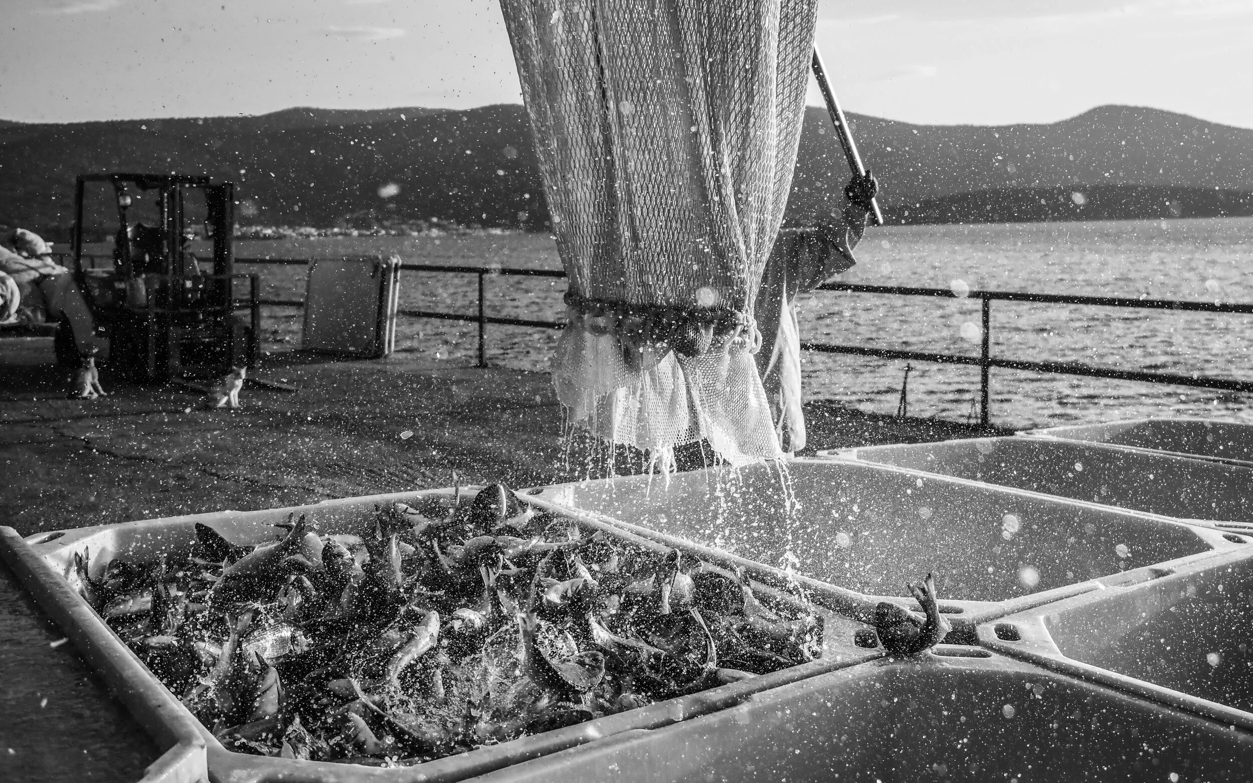 Greece, 2018. After being moved from the floating pens of a sea bass and sea bream farm, thousands of sea bass are dumped into ice containers. The shock of ice is meant to kill the fish quickly but the process is in fact painful and slow. The fish a…