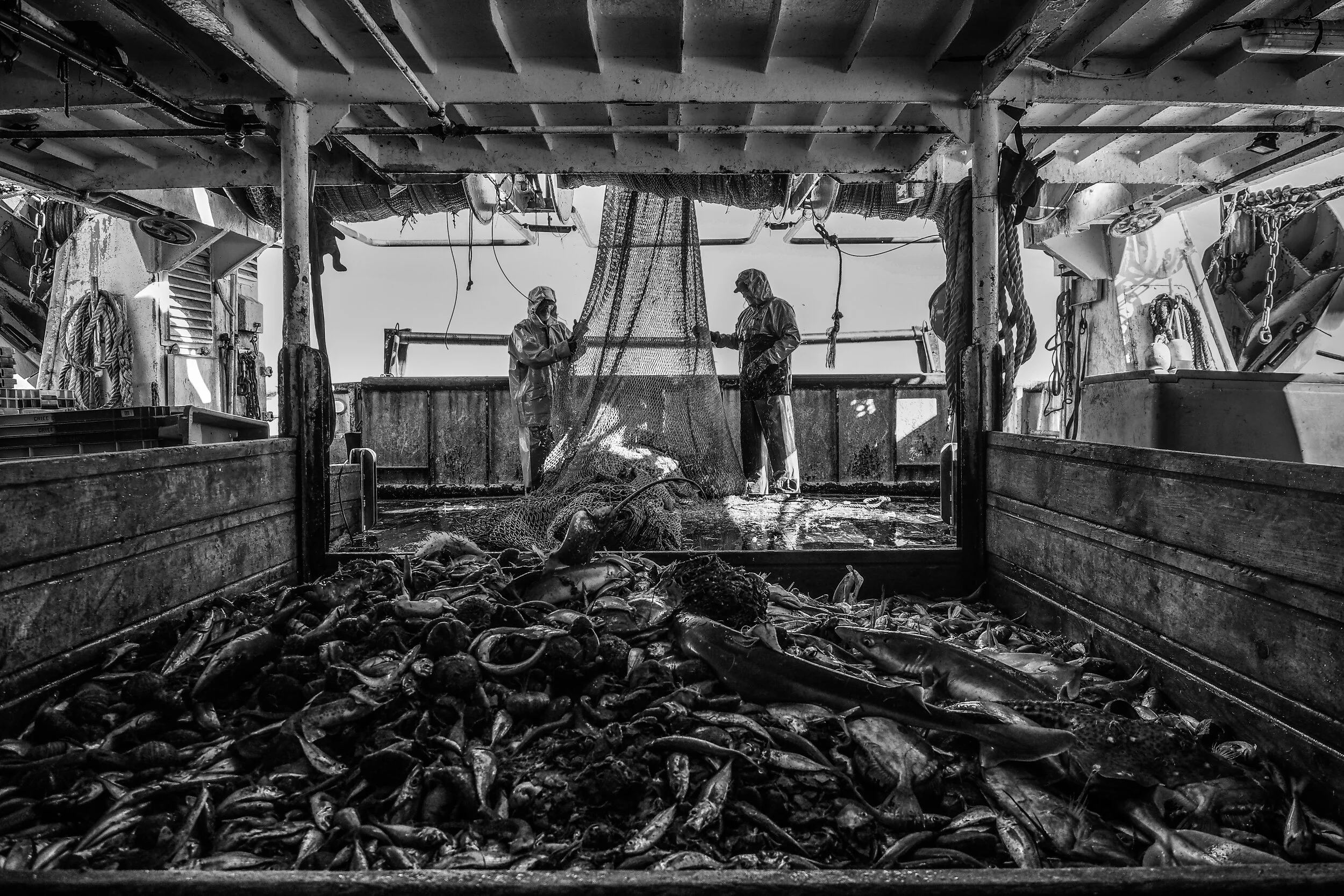 France, 2018. The deck of a trawler fishing vessel after their nets have been pulled aboard with fish from the French Mediterranean Sea. Nets are deployed with a camera and sensor that send information to the bridge of the vessel, indicating the ful…