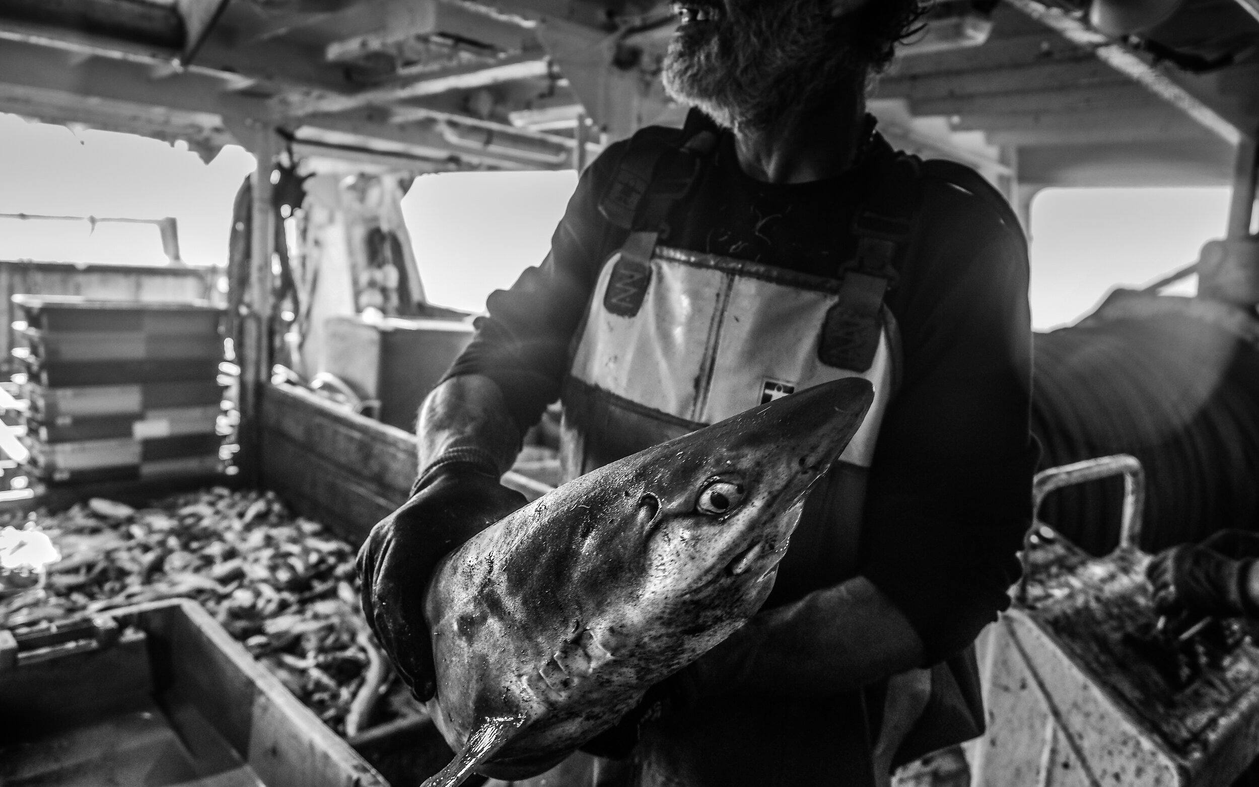 France, 2018. A worker on a trawler holds one of thousands of bycatch - a shark - that has been caught in its nets in the French Mediterranean Sea. The shark will asphyxiate along with the other marine life. The fish are sorted by species and then s…