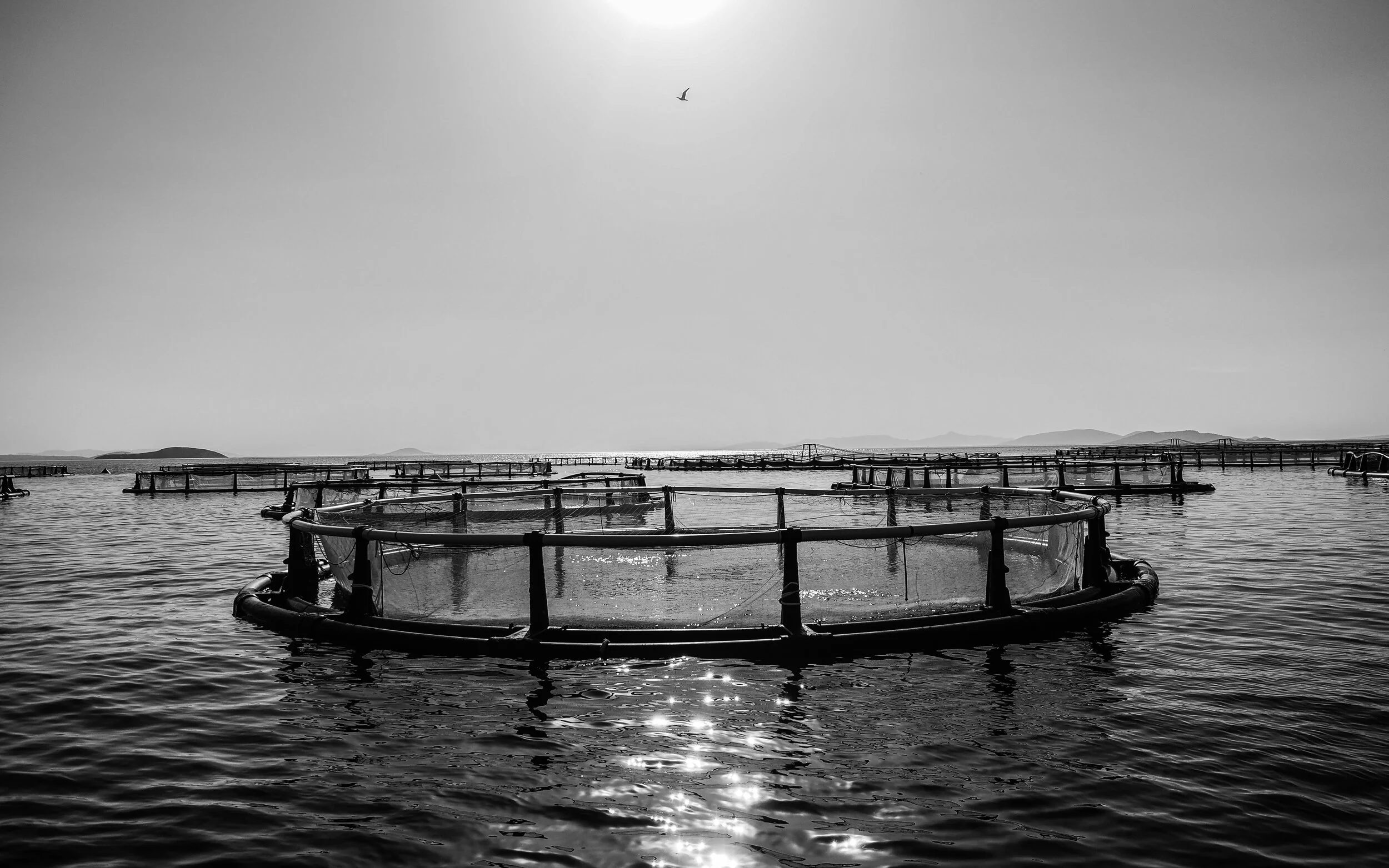 Greece, 2018. Floating pens of a sea bass and sea bream farm. The pens can be a high risk for environmental degradation to the local oceanic ecosystem and lethal to the fish due to overcrowding.  (Selene Magnolia,/ CIWF)