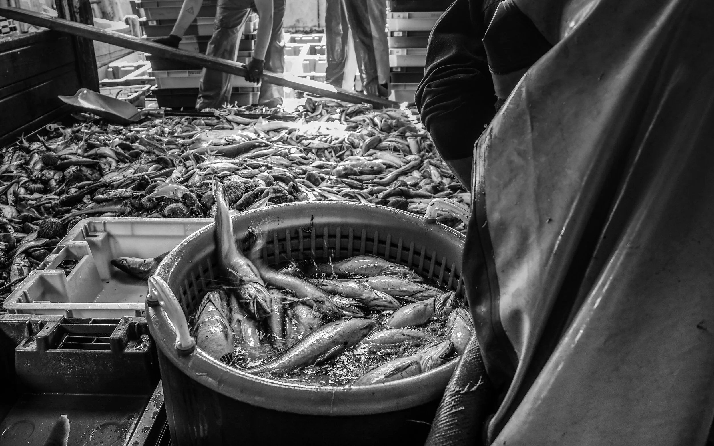 France, 2018. Fish are pulled up from the sea and dumped from trawling nets onto the deck of a fishing vessel. Workers then sort the fish by species.  (Selene Magnolia,/ CIWF)