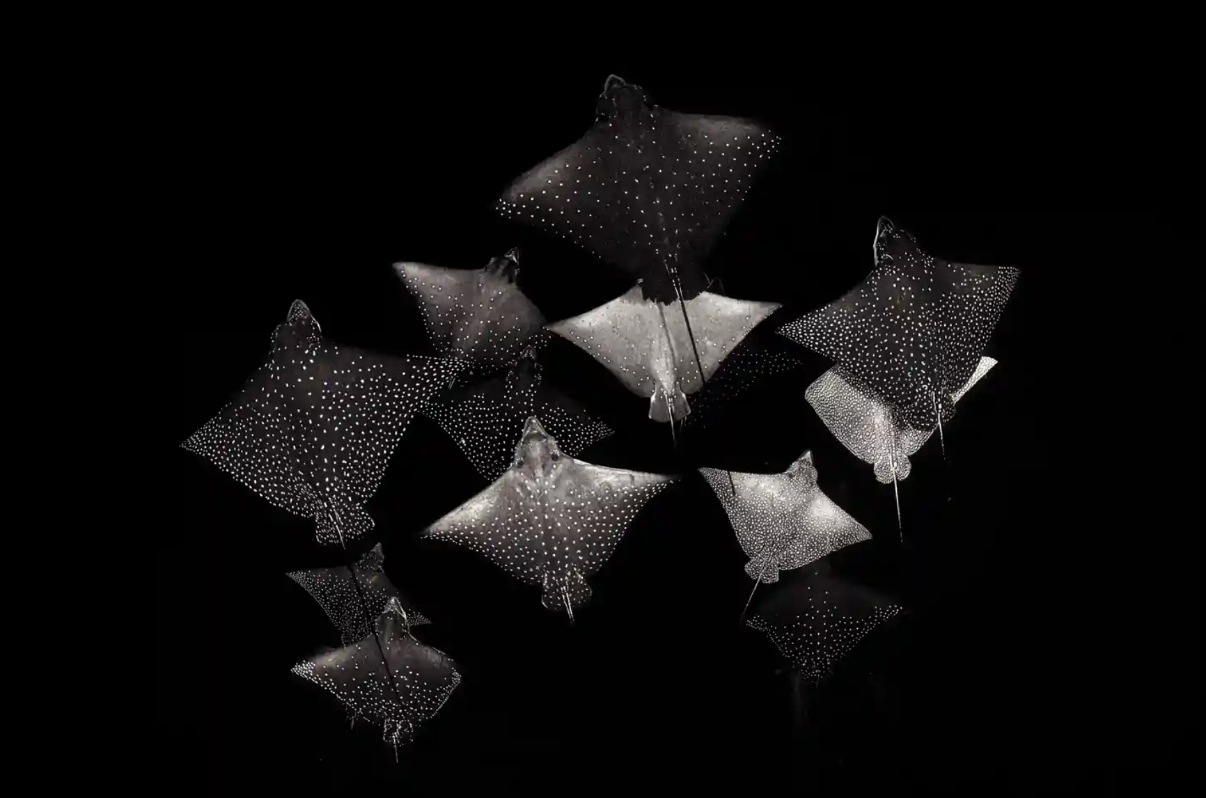 Constellation of Eagle Rays by Henley Spiers (UK) Spotted eagle rays (Aetobatus narinari) in the MaldivesPhotograph: Henley Spiers/NPOTY 202O
