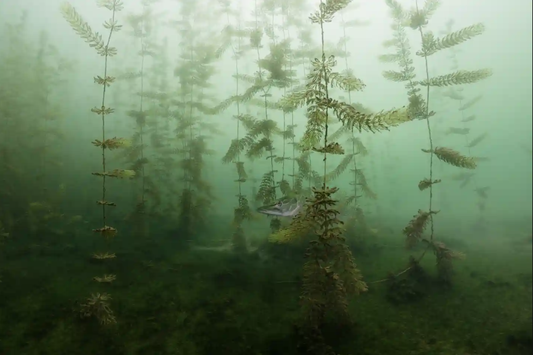 In The Hiding by Miloš Prelević (Serbia) Pike in lake next to Bela Crkva in SerbiaPhotograph: Miloš Prelević/NPOTY 202O