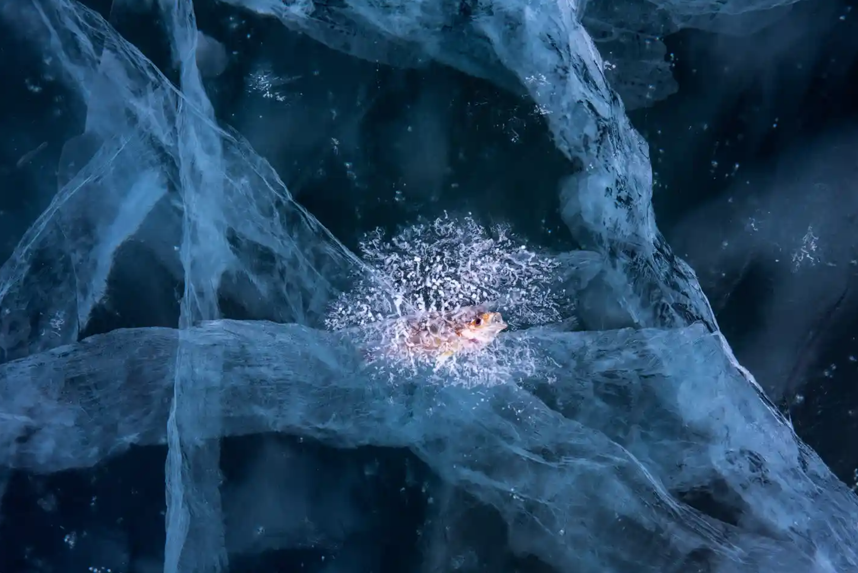 Trapped by Andrea Pozzi (Italy) Small fish stuck in the ice, Lake BaikalPhotograph: Andrea Pozzi/NPOTY 202O