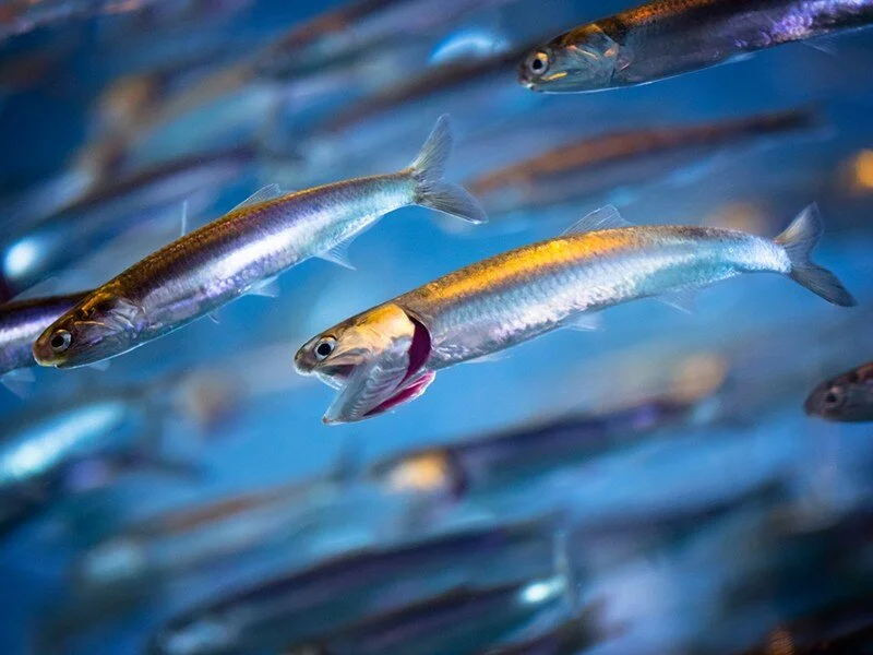 anchovies_shutterstock_evantravels.jpg