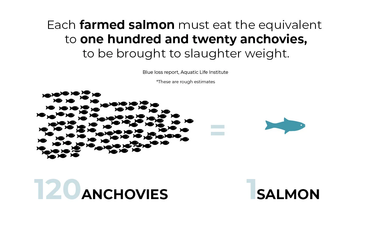 salmon copy (1).jpg