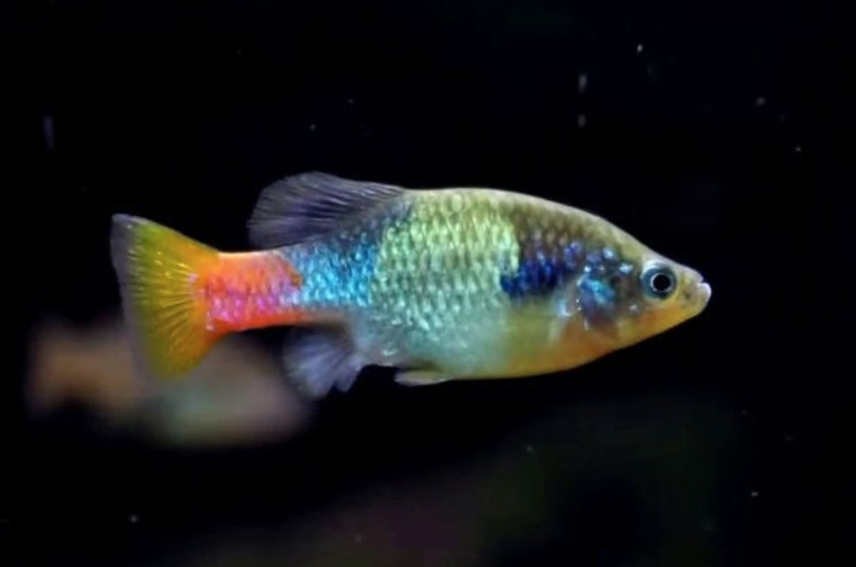 Photo of a Redtail Splitfin fish