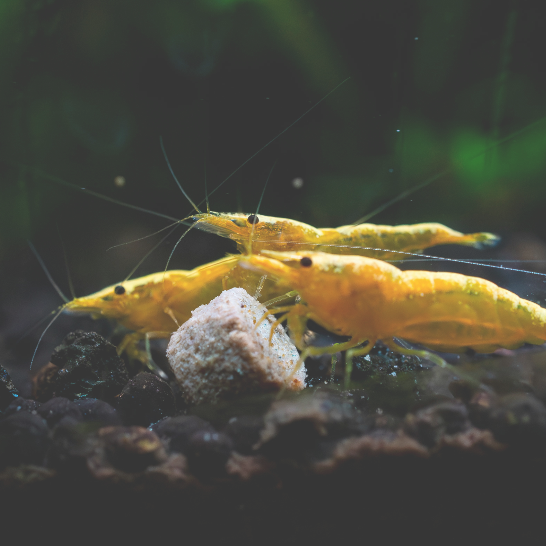 Co-op Announces Progressive Prawn Welfare Policy