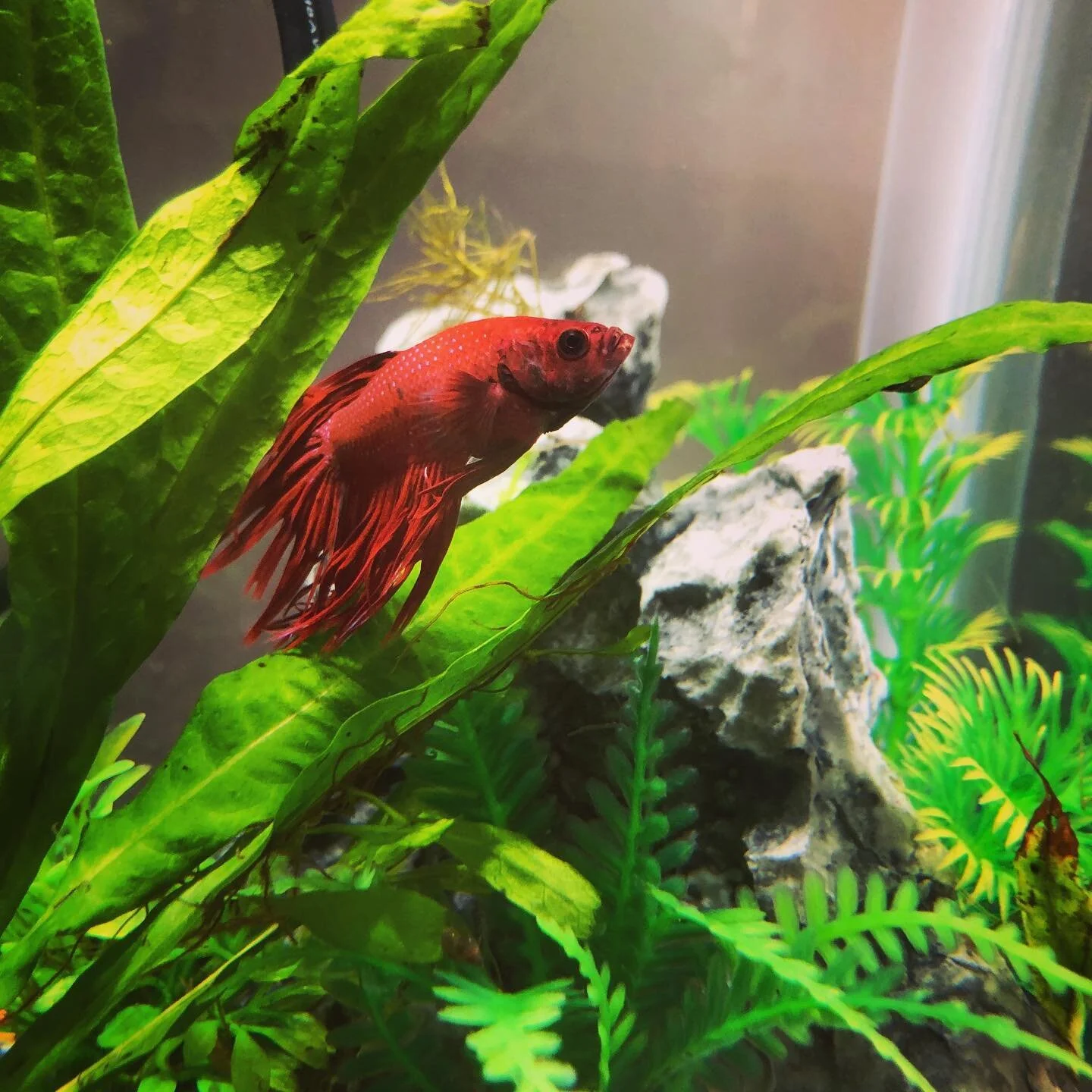 Rescued betta fish Diego at Ahimsa Safe Haven in Michigan, United States.