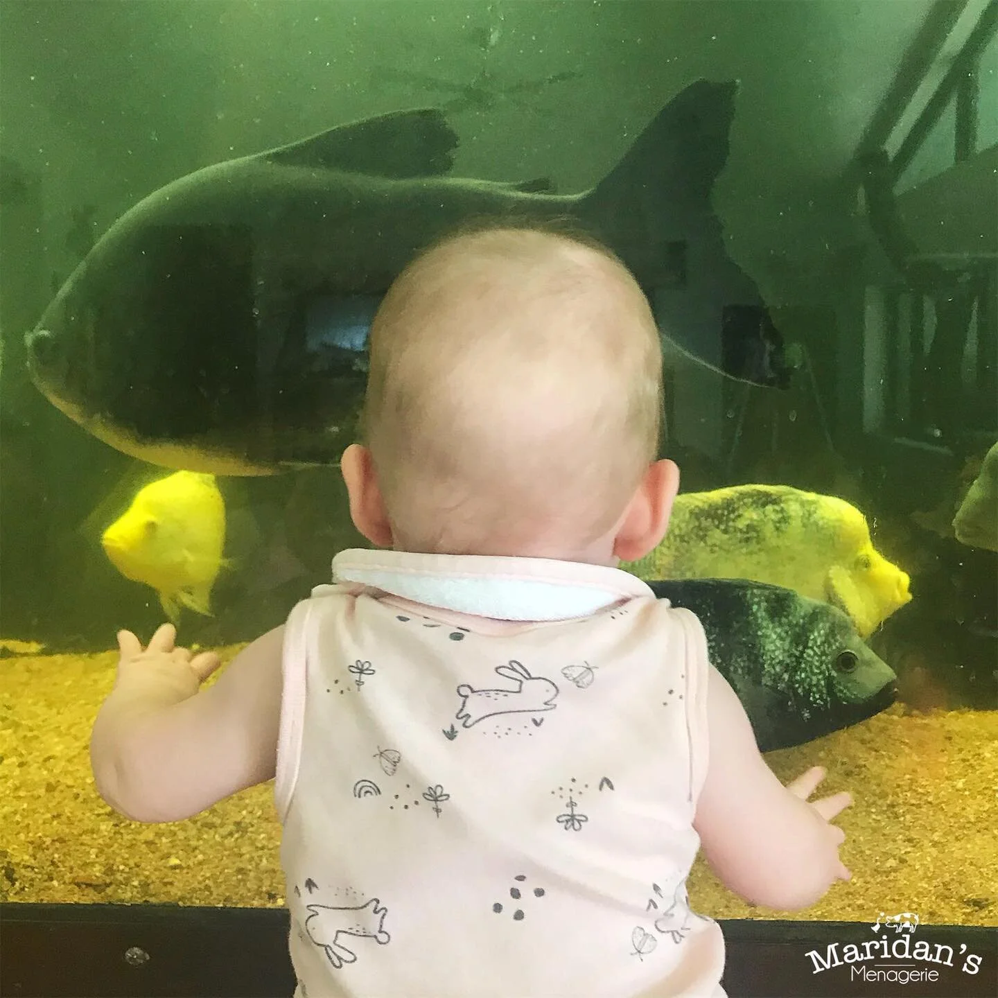 Rescued fishes as watched by human baby at Maridan’s Menagerie in Queensland, Australia