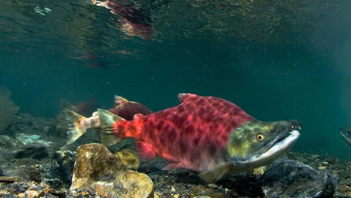 Photo of Sockeye Salmon Swimming from Wikimedia Commons