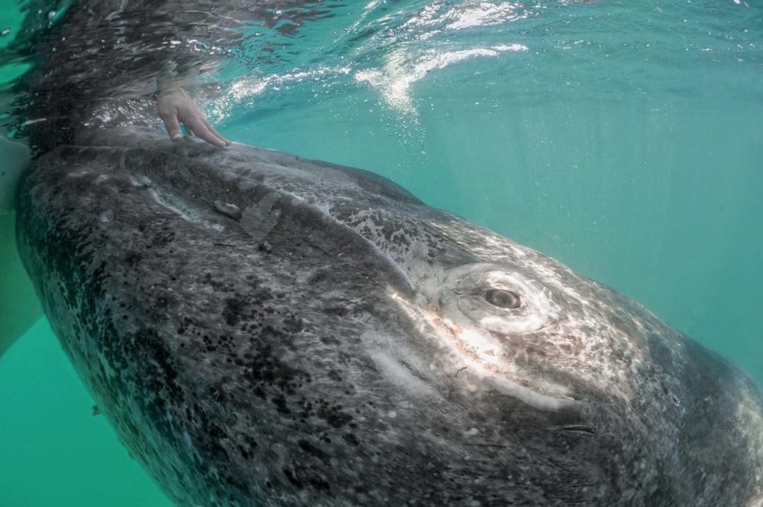 The grey whale is one is one of the animal kingdom’s great migrator. Traveling in groups called pods, some of these giants swim from their summer home in Alaskan waters to the warmer waters off the Mexican coast. This day a mom and her calf decided …
