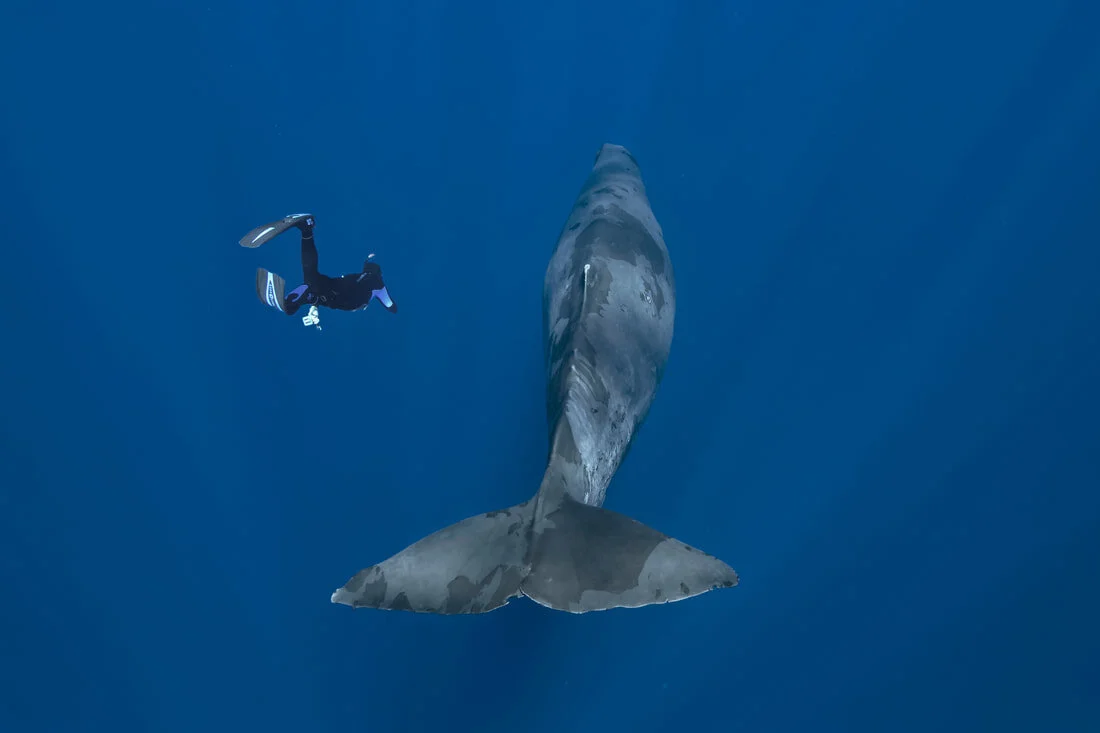The scientific mission named "Maubydick" continues in the indian ocean. We identified sperm whales. At this time the mission has created a catalog containing about fifty illustrated index cards.&nbsp;(Fabrice Guerin)