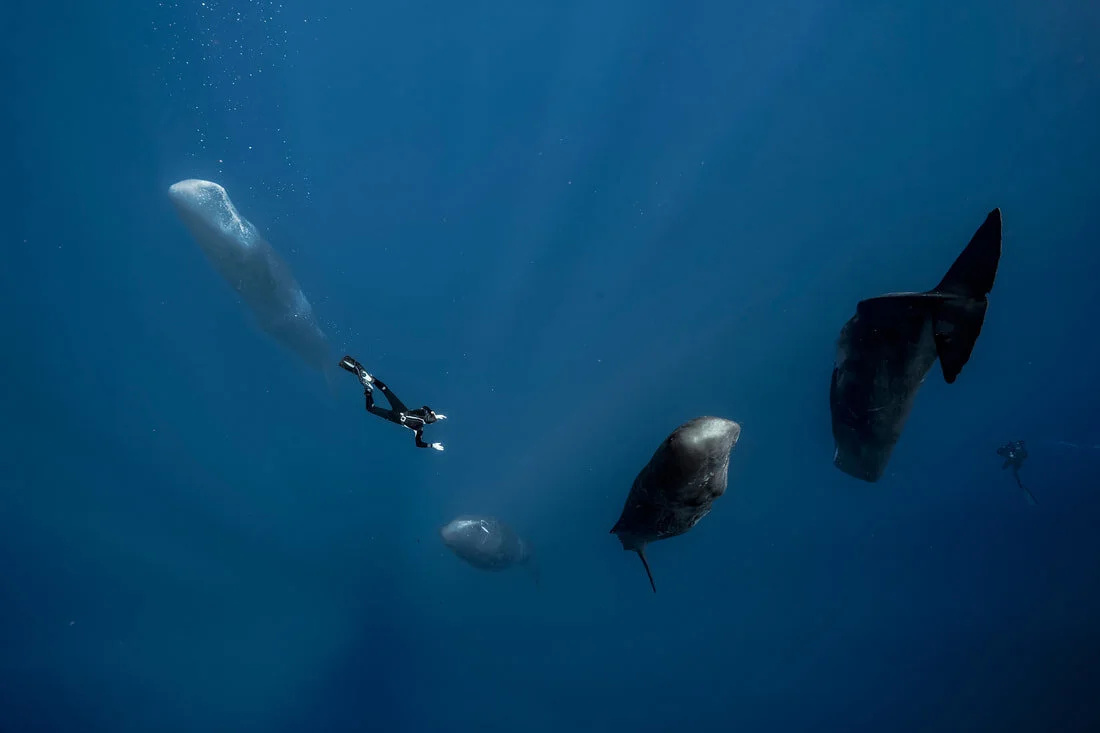 ​Nature provides us of beautiful surprises. To meet the giant of the oceans is an unforgettable moment.&nbsp;During a scientific mission, a free diver swims towards sperm whale sleeping. Sperm whale sleeps in vertically position but not fully. They …