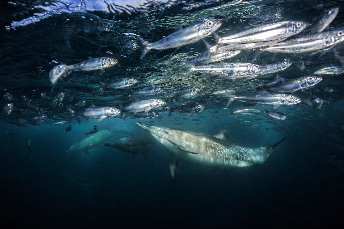 Sardine run made in south africa: the show must go on!&nbsp;(Fabrice Guerin)